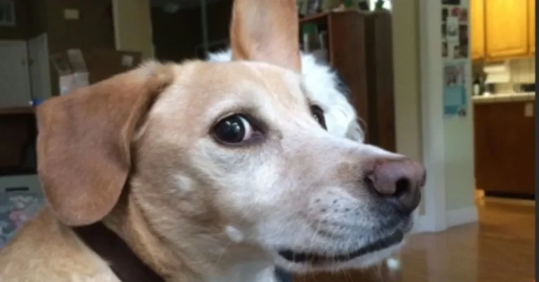 My Dog Give Side Eye