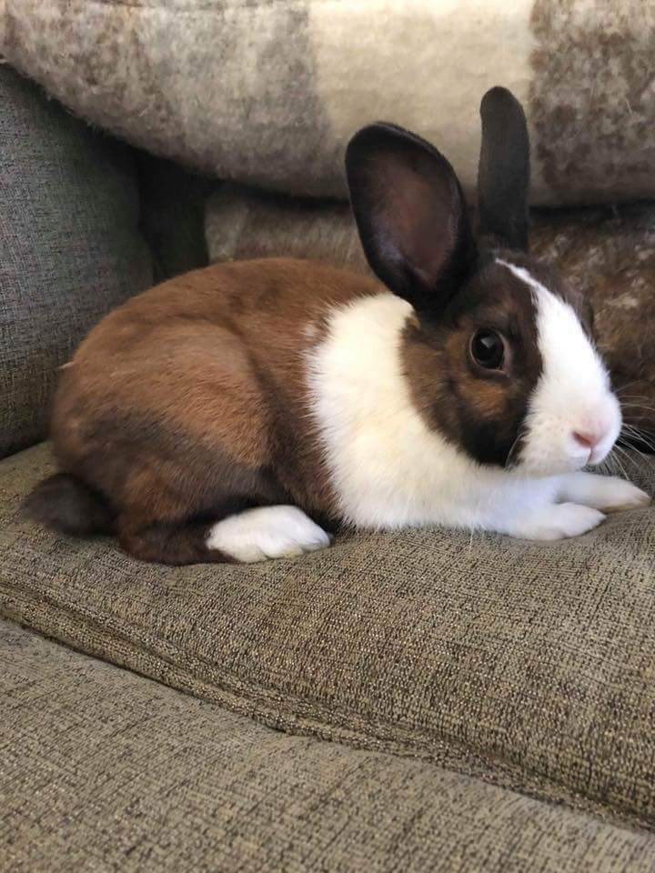 are bunnies rodents