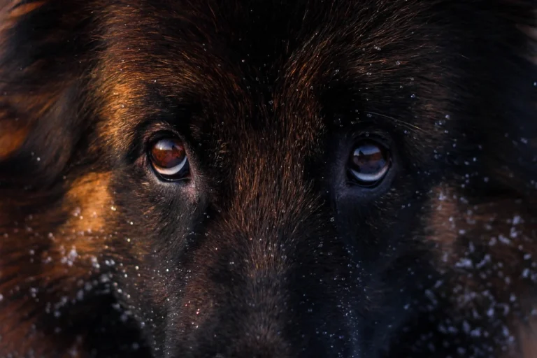 My Dog Give Side Eye