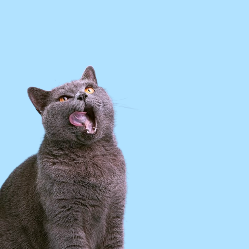 Silly Cat