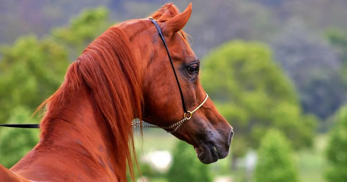 Arabian Horse Lifespan