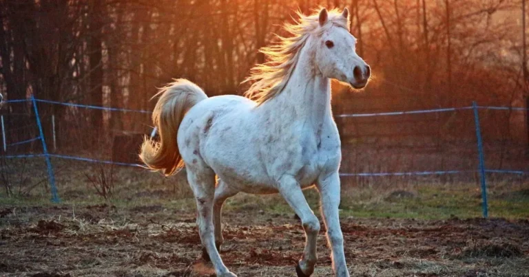 Horse Age in Human Years
