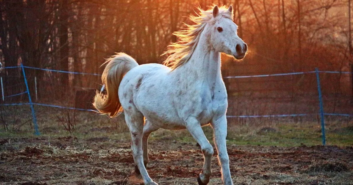 Horse Age in Human Years