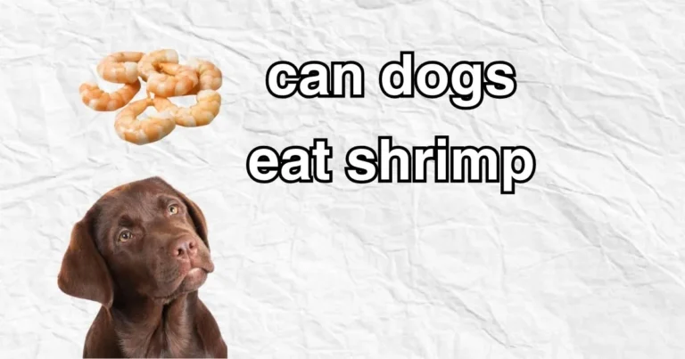 can dogs have shrimp