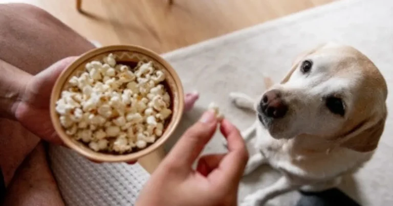 Is Popcorn Bad for Puppies