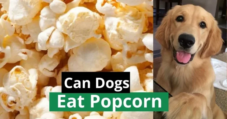 Can Dogs Eat Popcorn