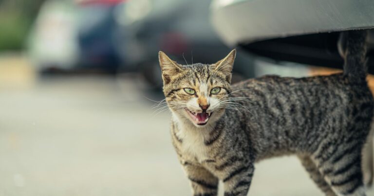 cat sneezing