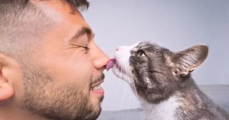 Cat Licks My Face