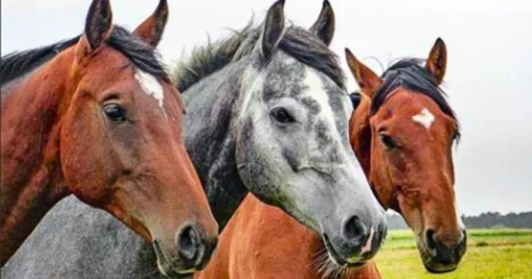 How Long Do Horses Live