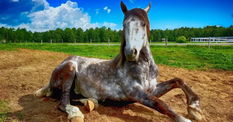 Horse Years to Human Years