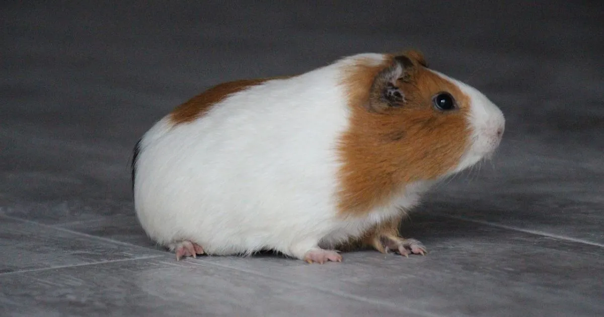 best hamster care guide