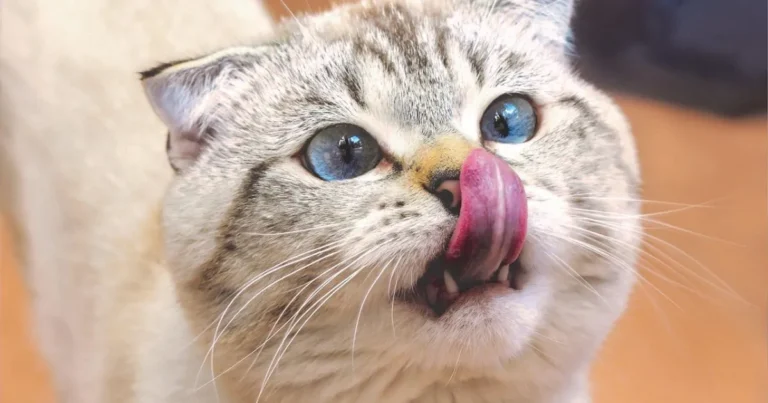 Why Do Cats Lick You?