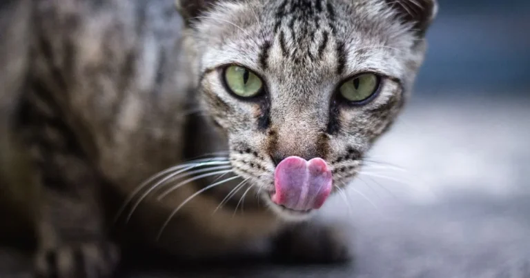 What Does It Mean When My Cat Licks Me? Behavior Decoded