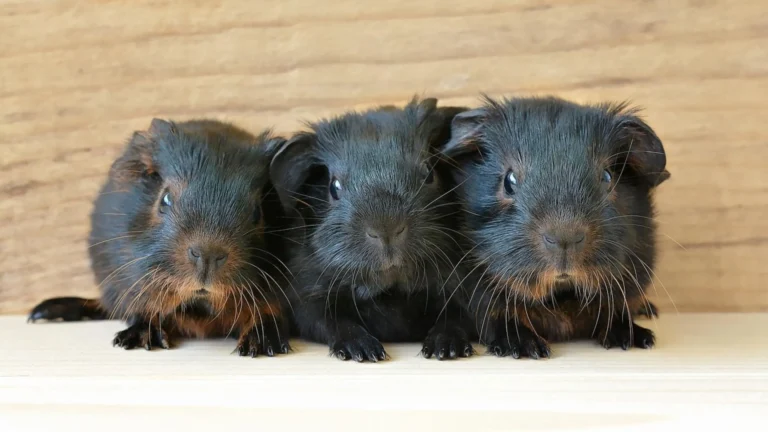 How Long Do Hamsters Live