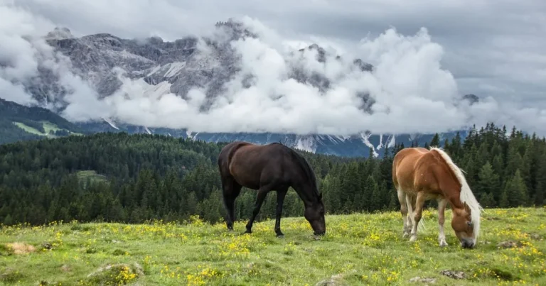 Horse Lifespan Explained