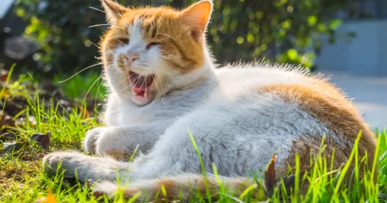 Cat Is Sneezing a Lot