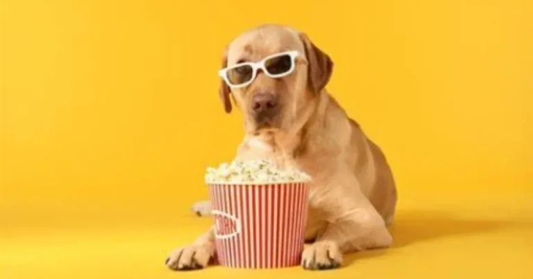 dogs and popcorn