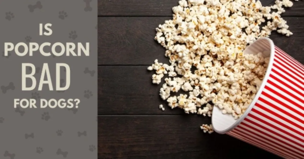 Is Popcorn Bad for Dogs