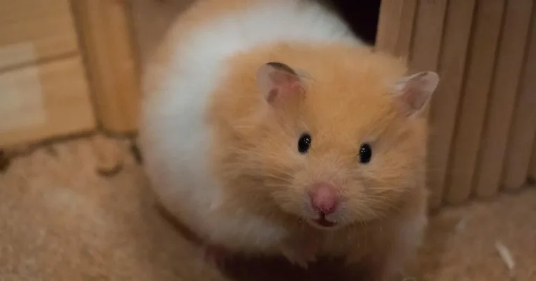 Hamster Care