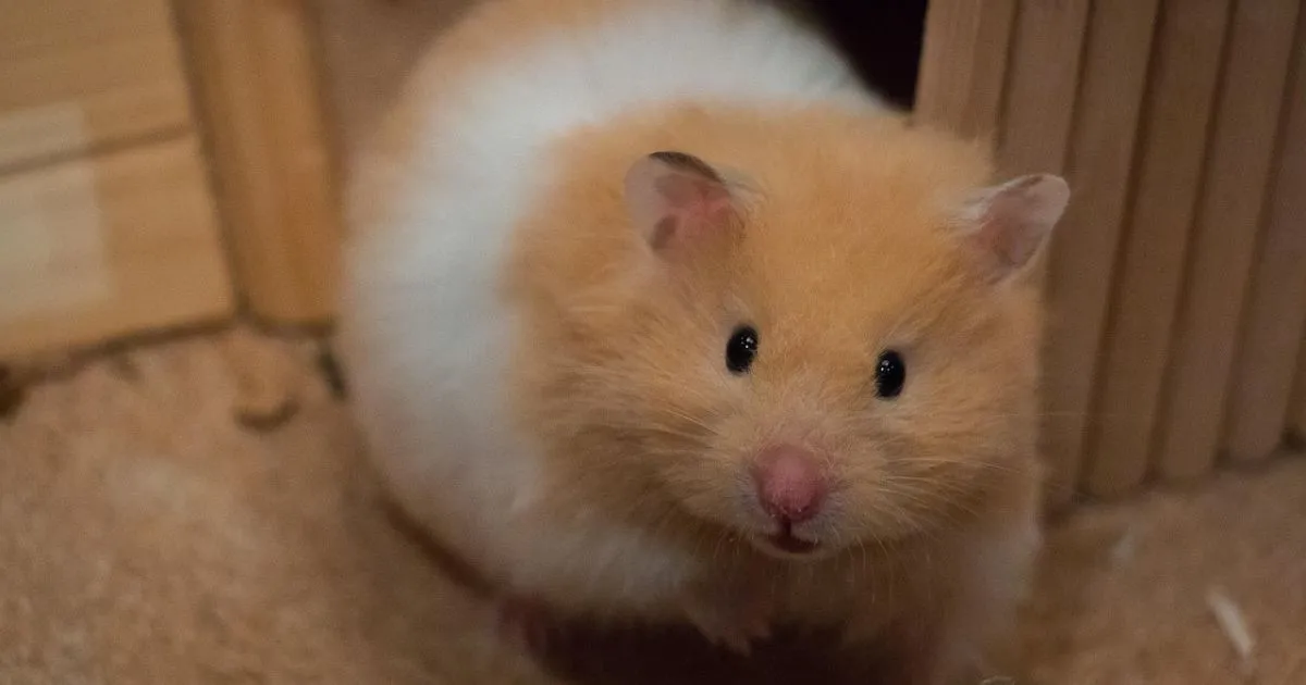 Hamster Care