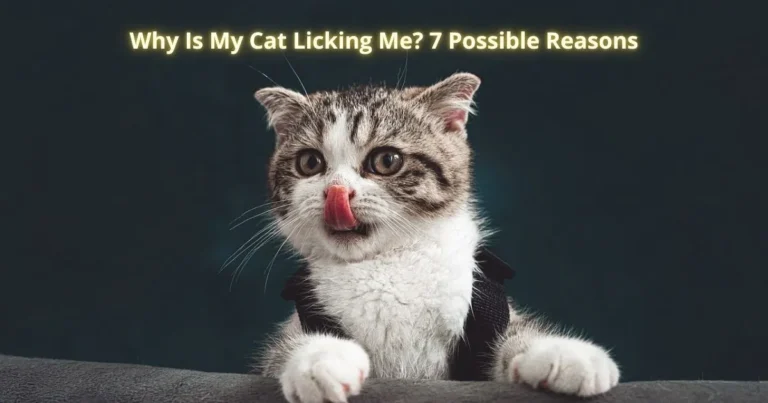 Why Is My Cat Licking Me? 7 Possible Reasons