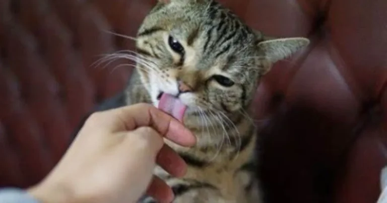 Why Does My Cat Keep Licking Me