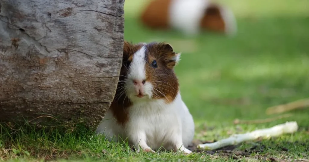 Average Hamster Lifespan