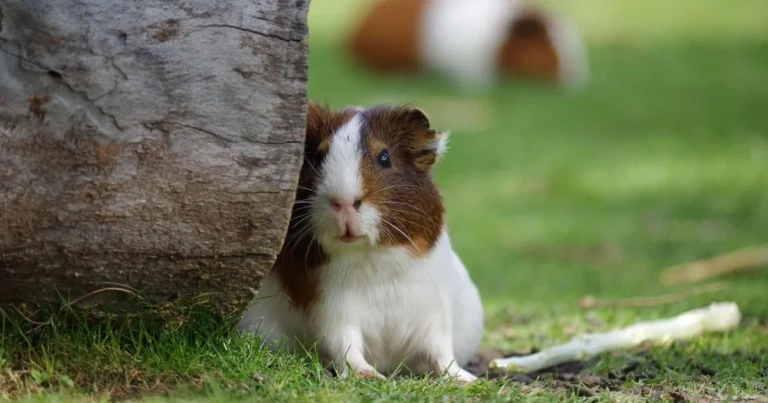 Average Hamster Lifespan