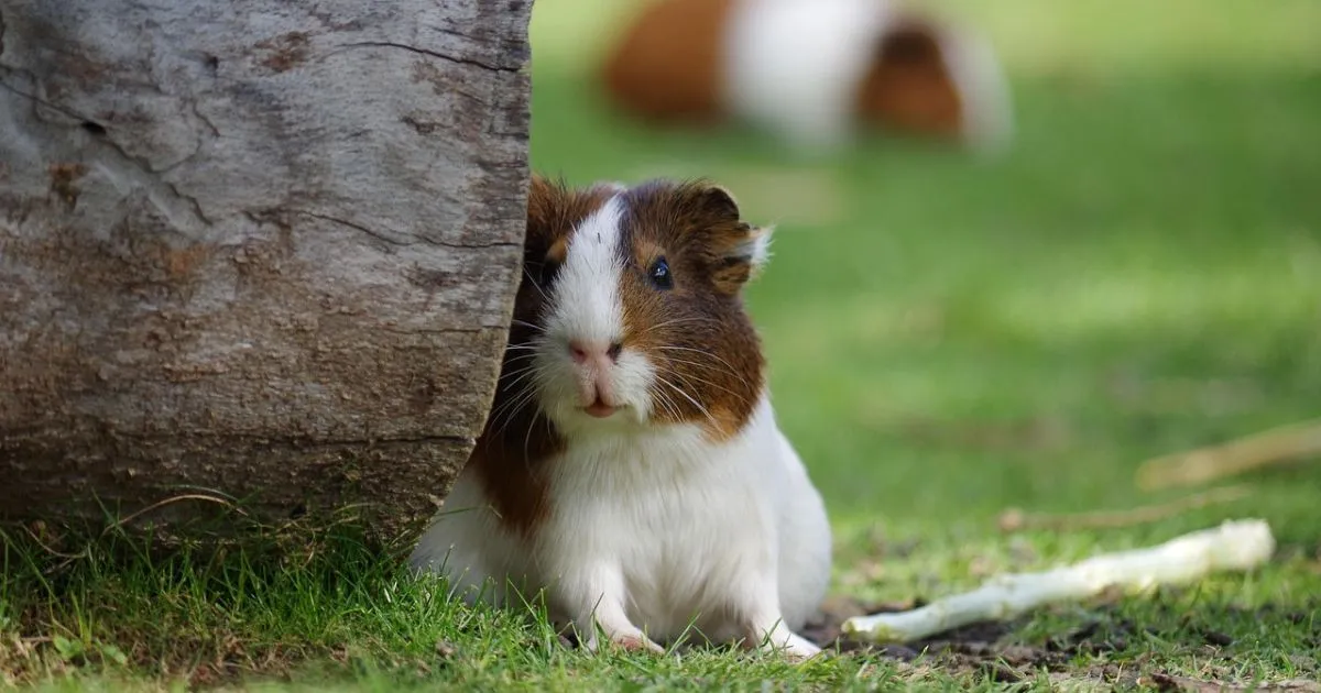 Average Hamster Lifespan