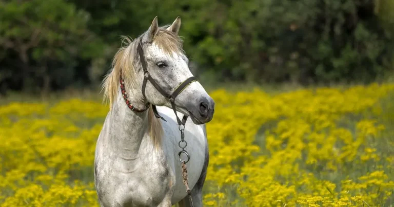 horse