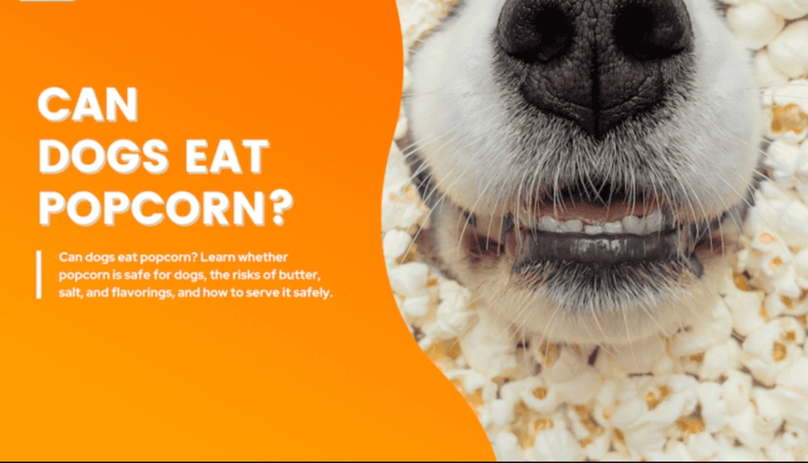 Can Dogs Eat Popcorn