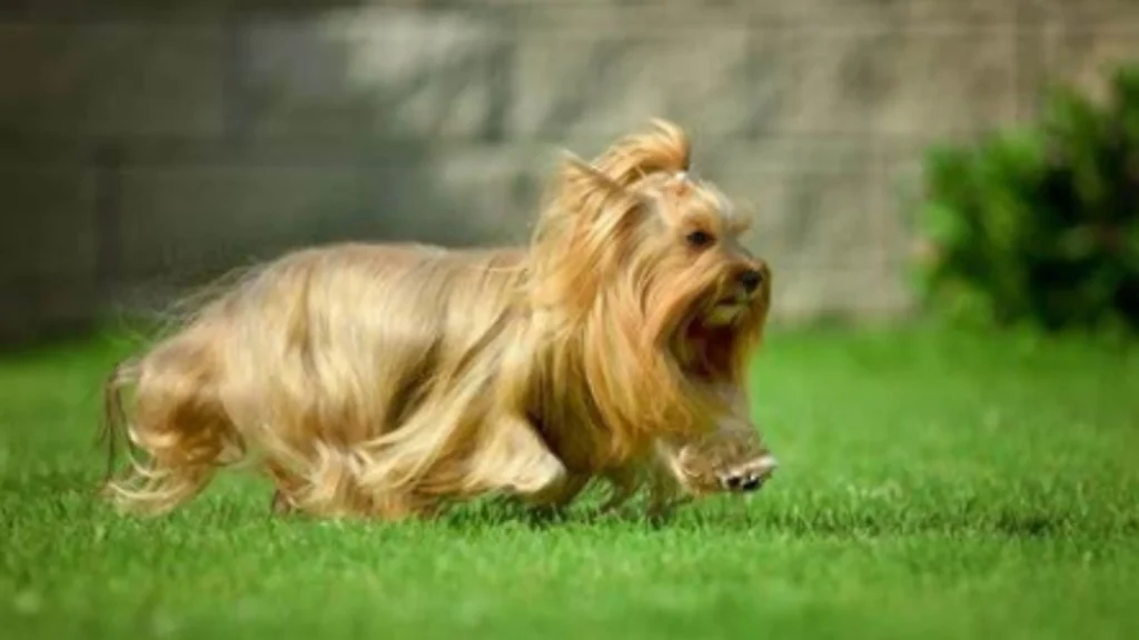 Long Hair Dog