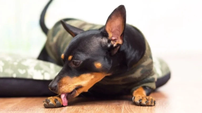 Why Is My Dog Licking His Paws