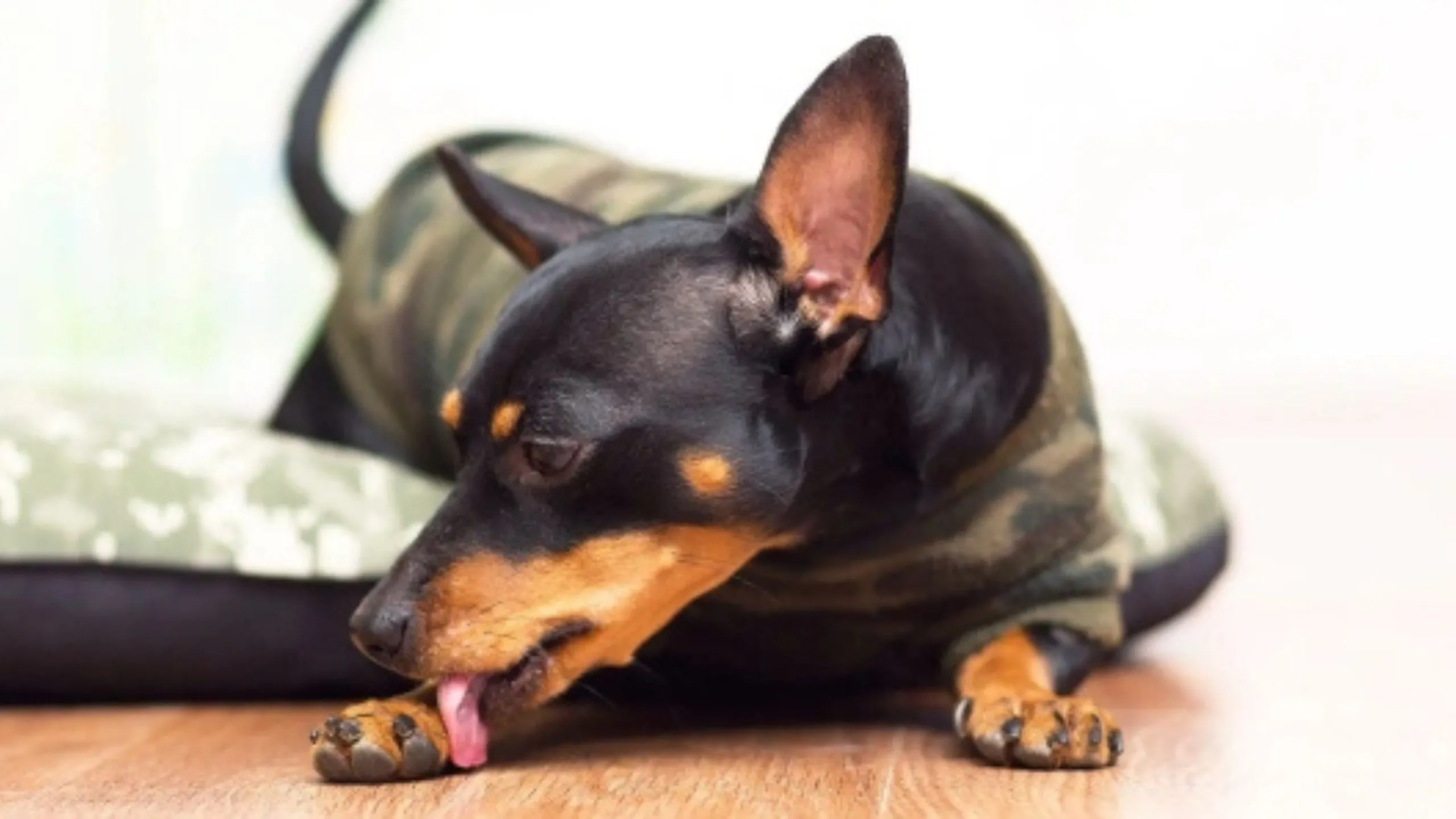 Why Is My Dog Licking His Paws
