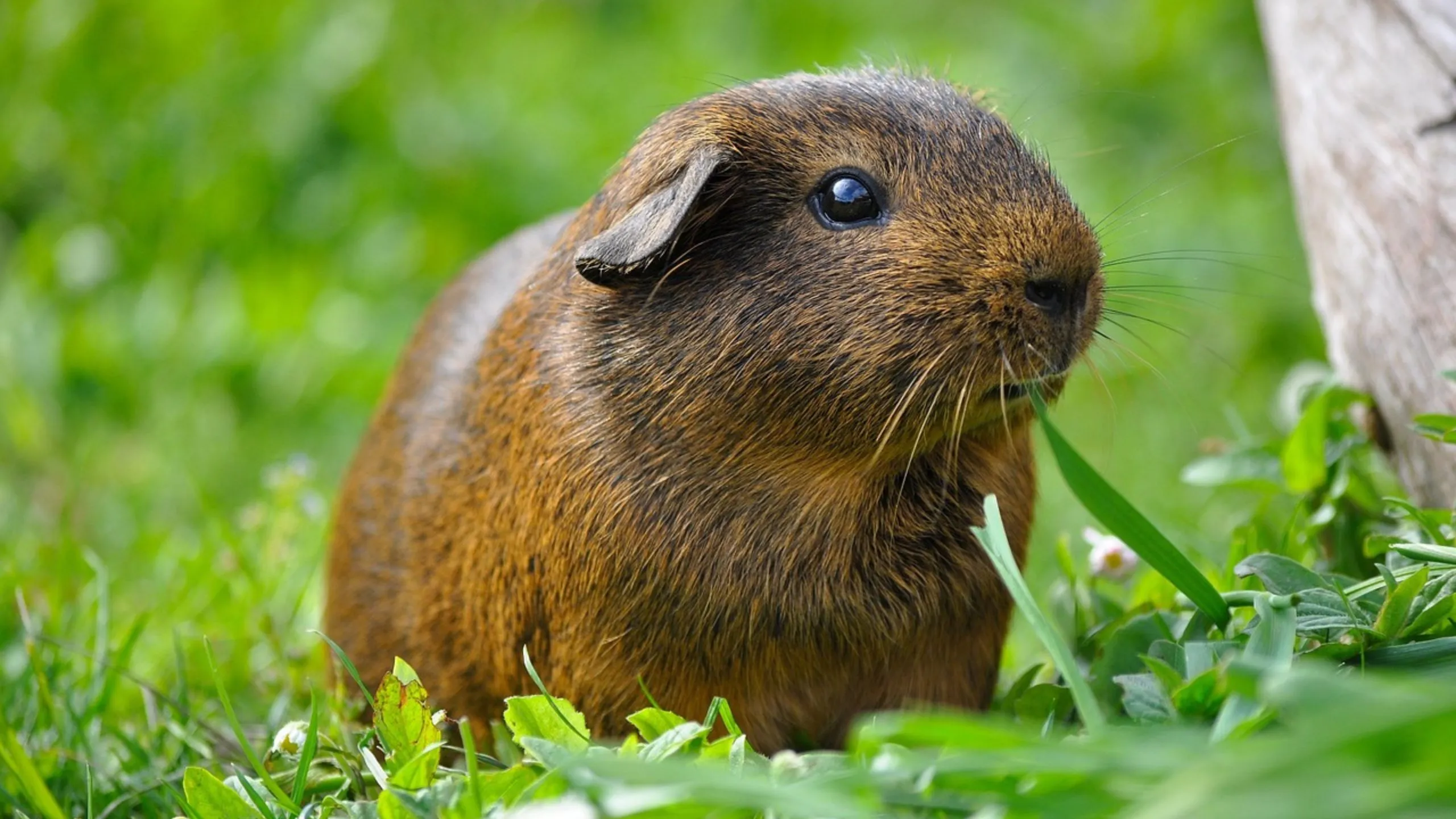 Hamster Average Lifespan