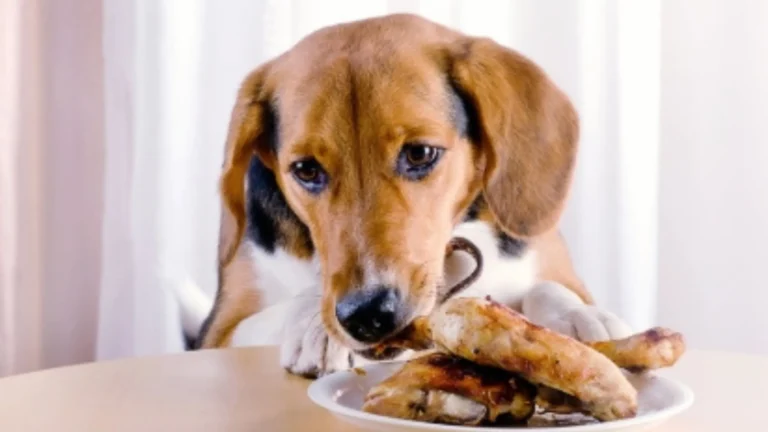 Can Dogs Eat Chicken