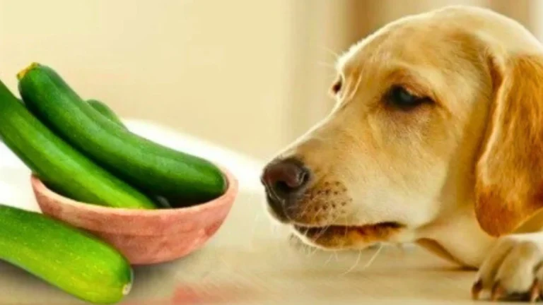 Can Dogs Eat Cucumber Skin