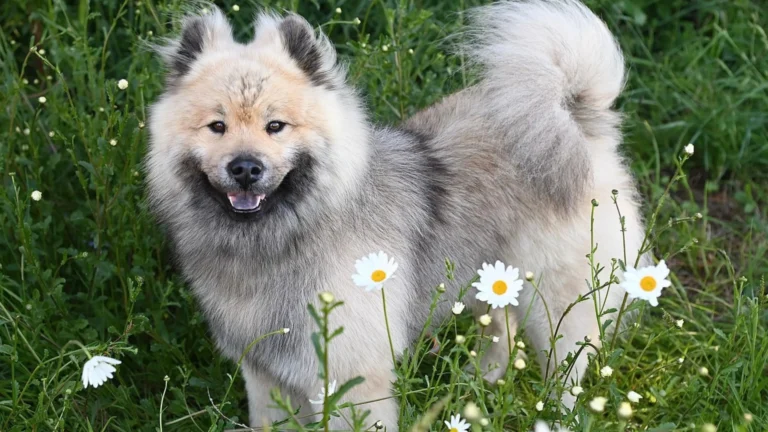 Big Fluffy Dog Breeds