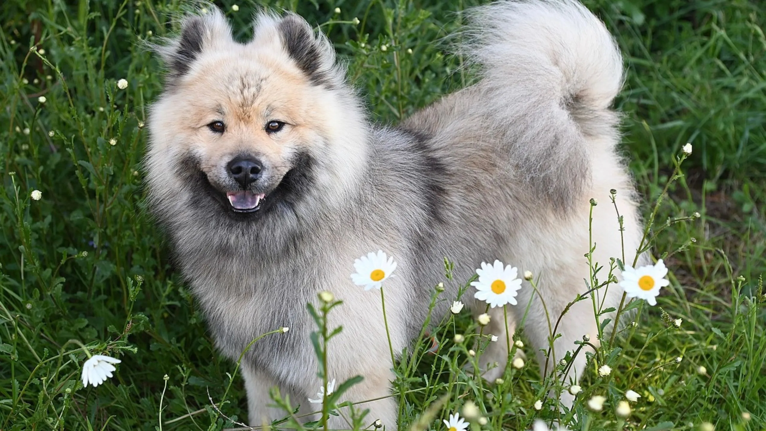 Big Fluffy Dog Breeds