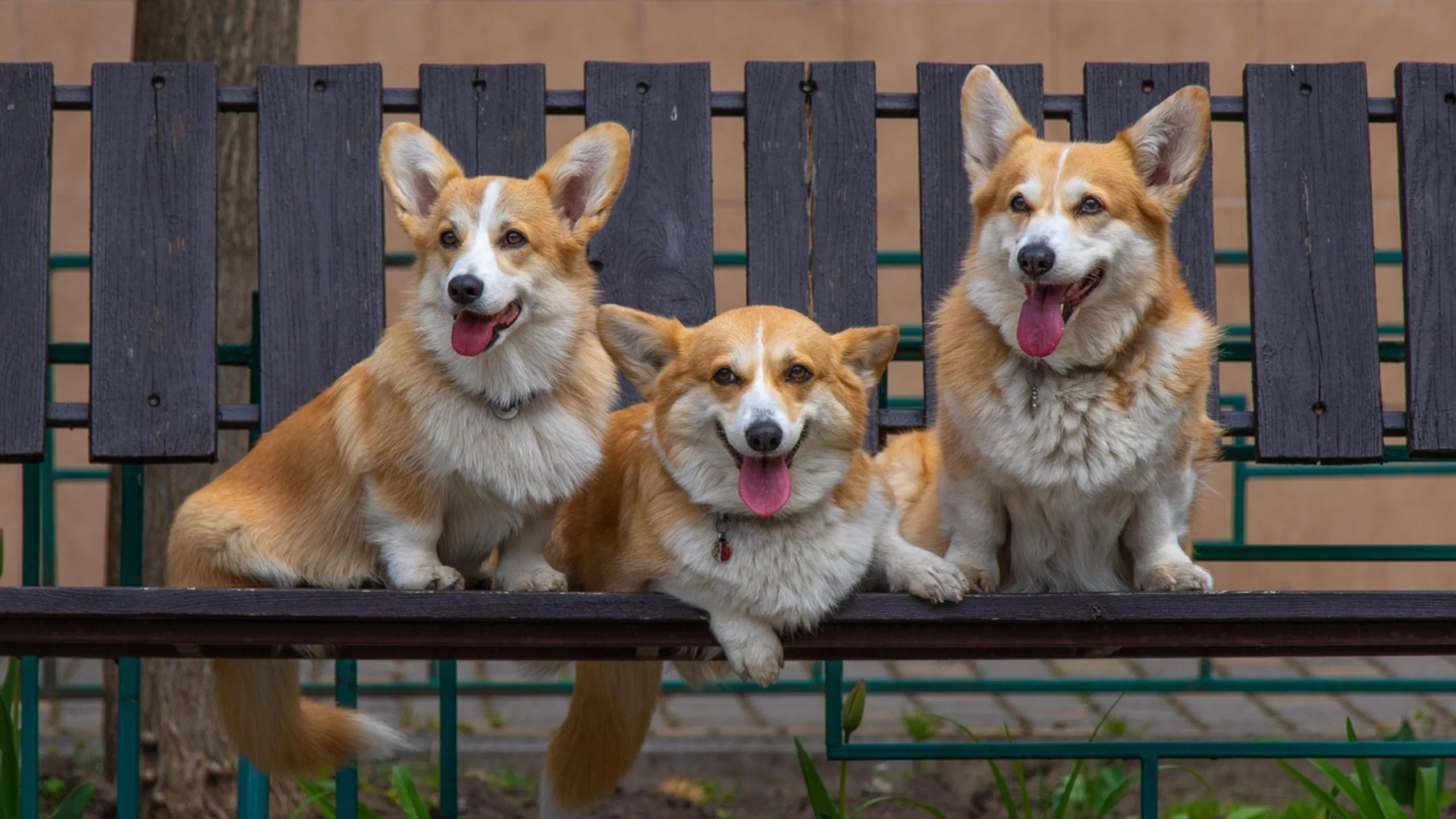 Fluffy Dog Breeds