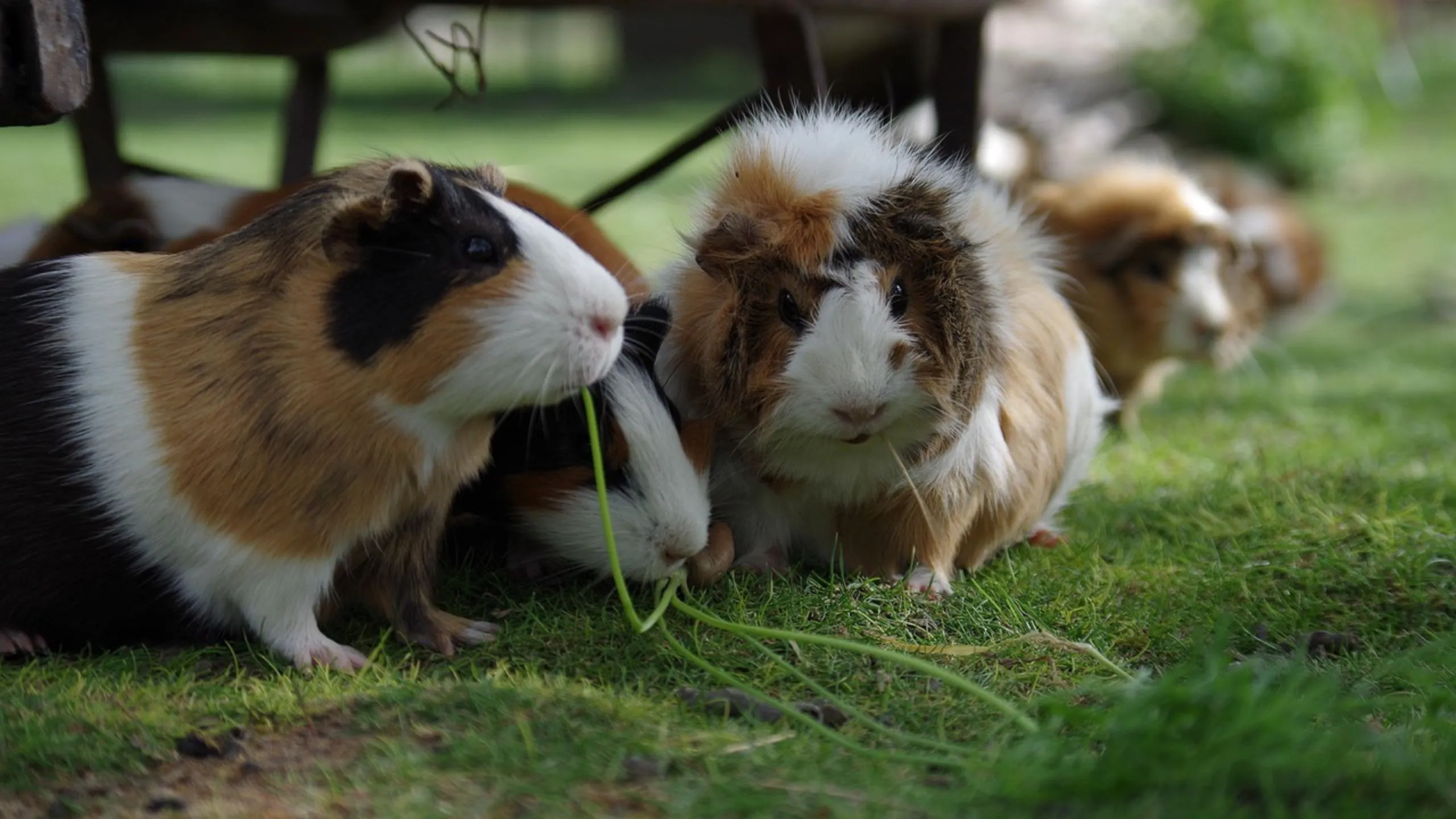 How Long Can a Hamster Live