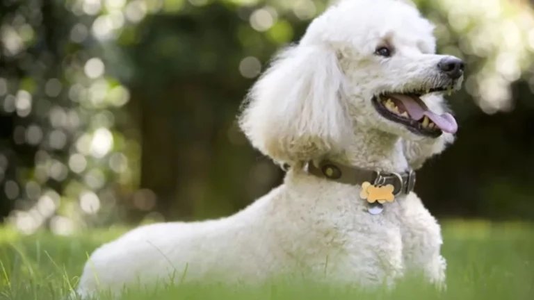 Teacup Poodles