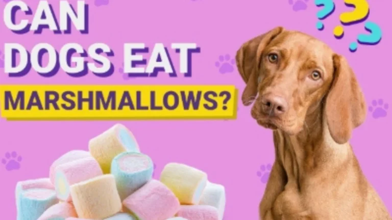Can dogs have marshmallows