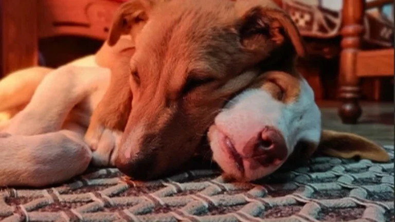 Why Do Dogs Get Stuck Together