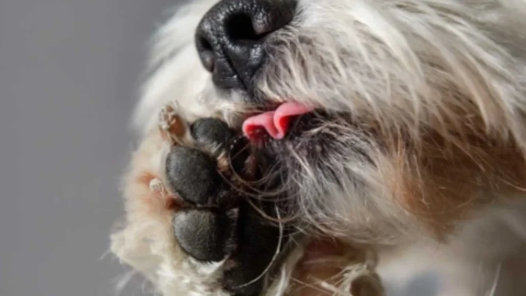 Why Does My Dog Lick His Paws
