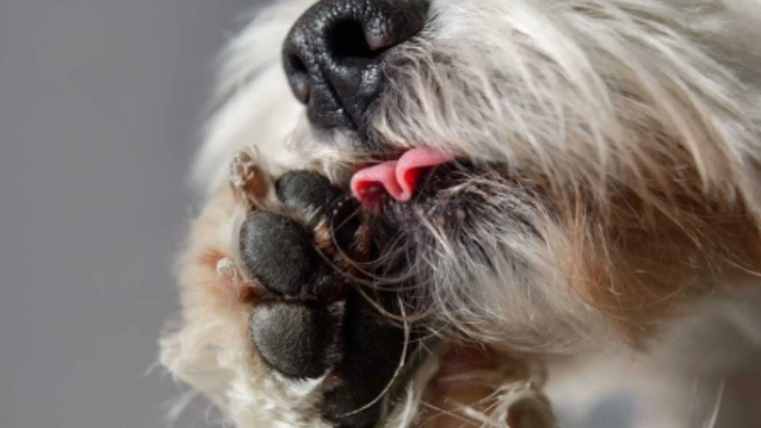 Why Does My Dog Lick His Paws