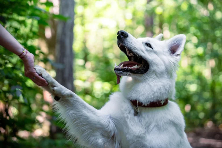 Why Is My Dog Licking His Paws