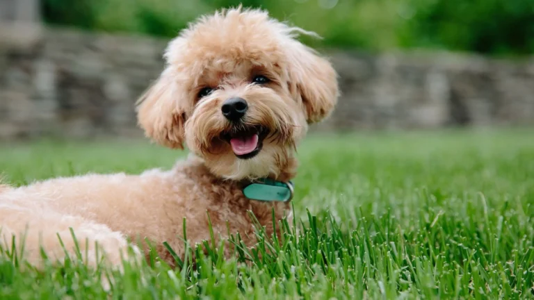 Full Grown Teacup Poodle