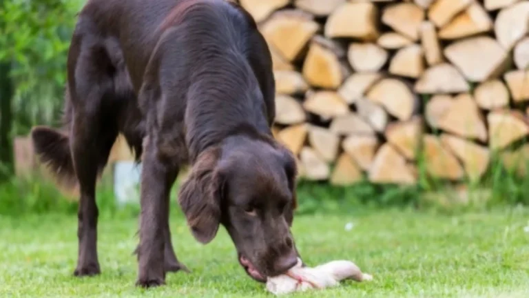 Can Dogs Eat Raw Chicken Liver
