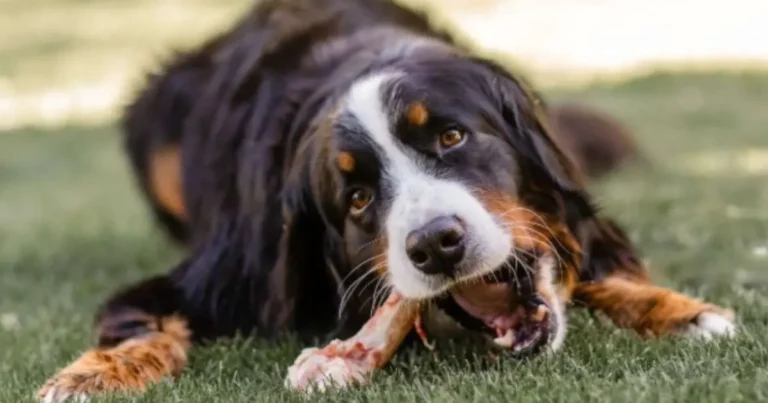 Can Dogs Have Raw Chicken Bones